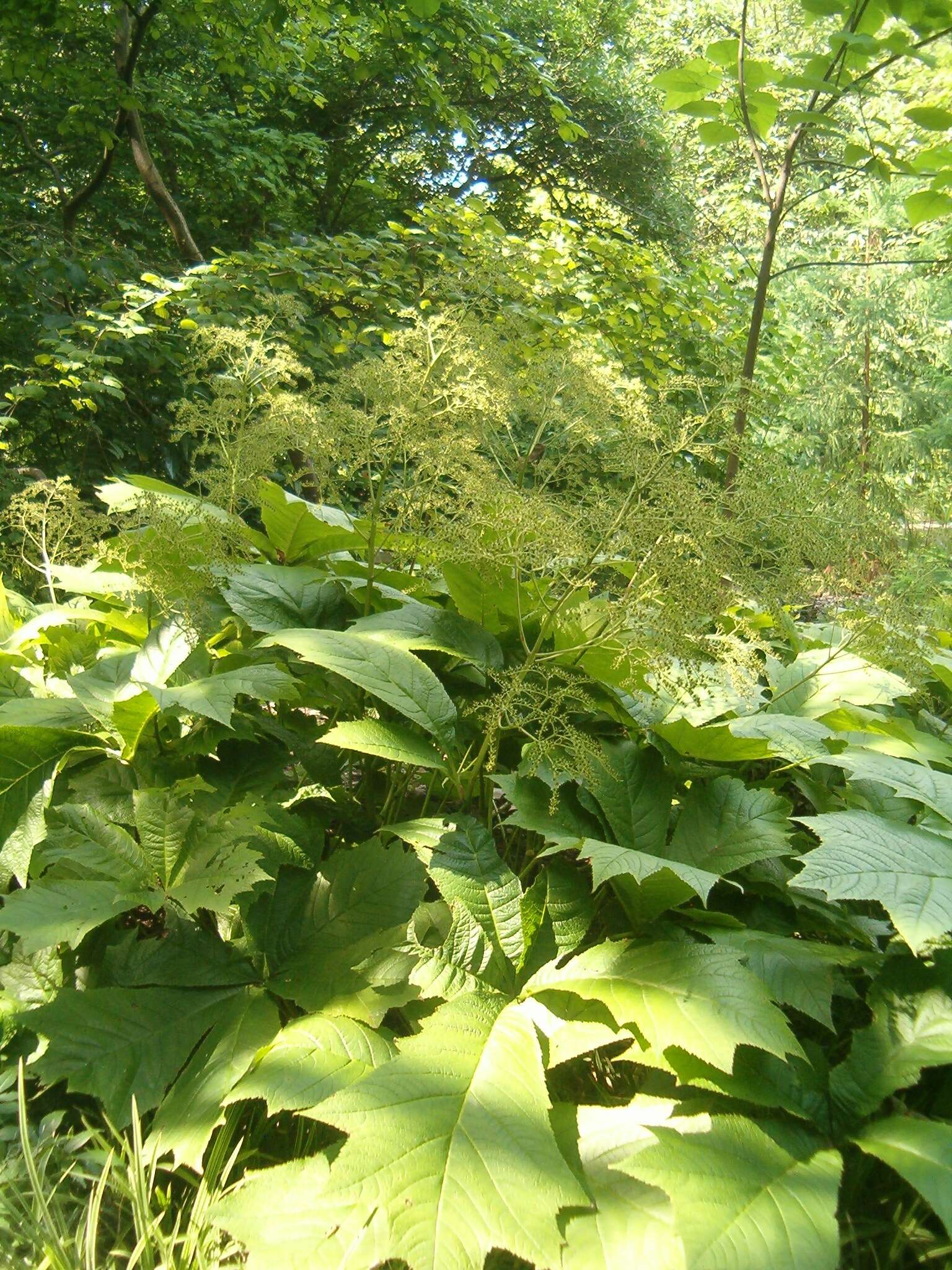 Image of Rodgersia podophylla A. Gray