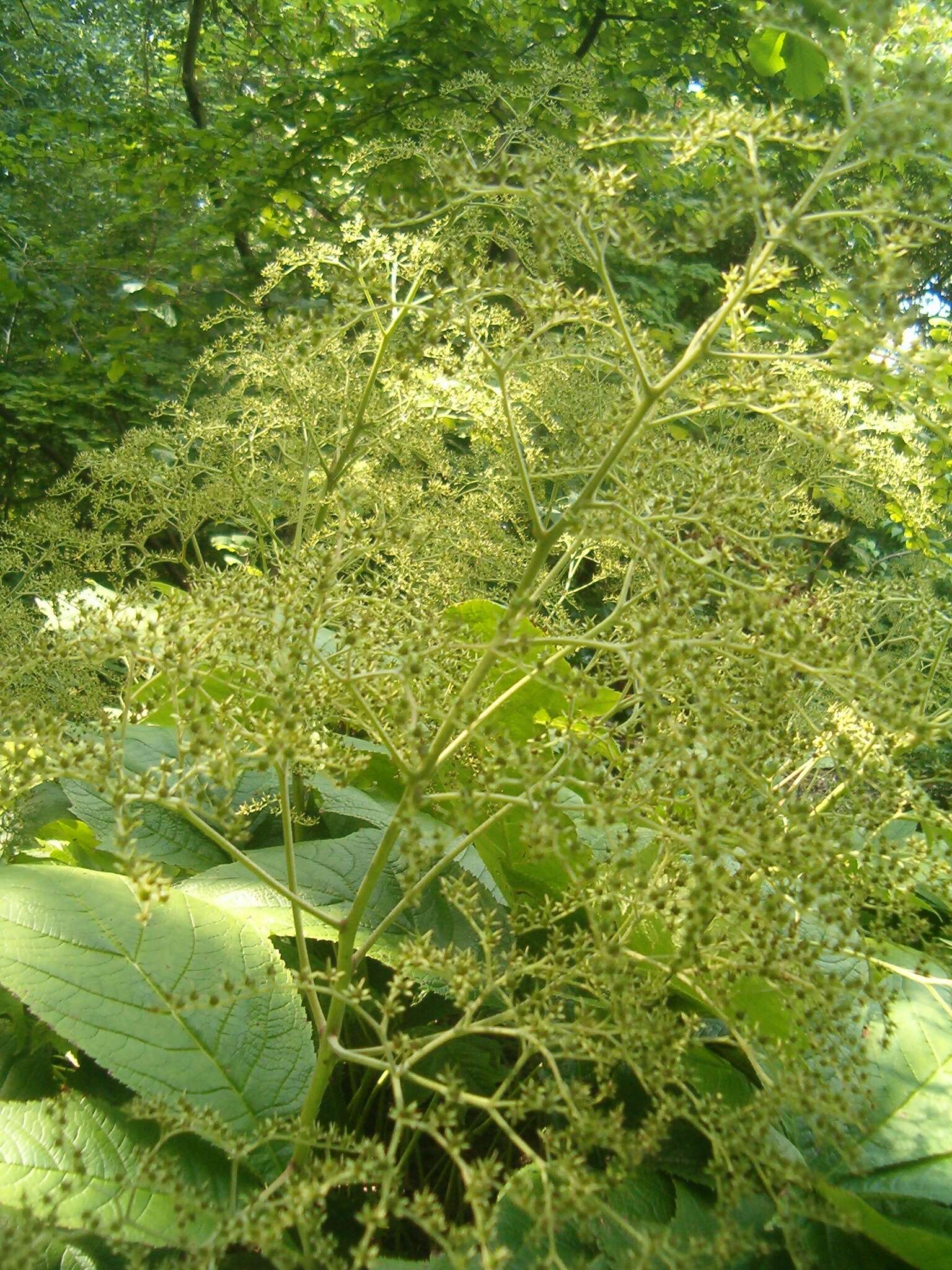 Image of Rodgersia podophylla A. Gray