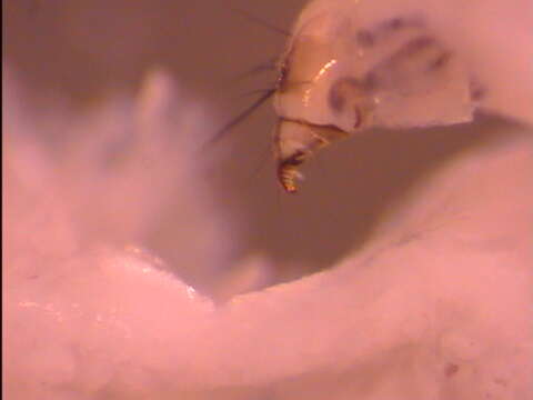 Image of snail-case caddisflies