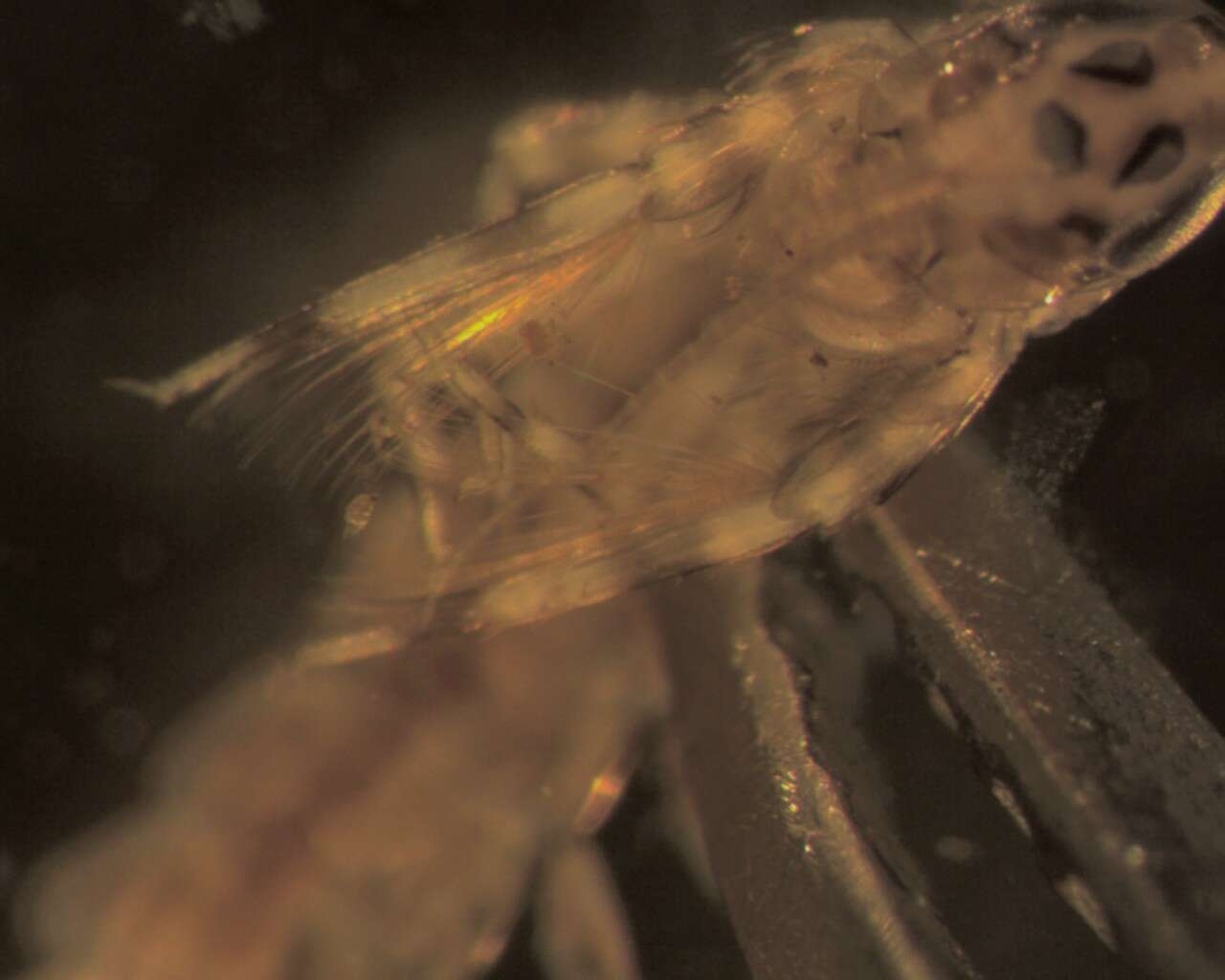 Image of brushlegged mayflies