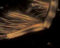 Image of brushlegged mayflies
