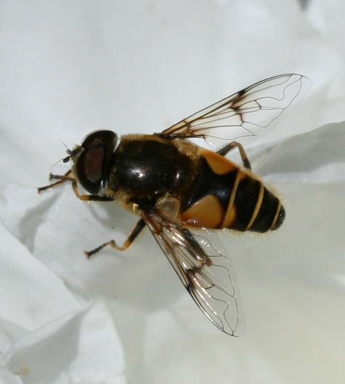 Image of <i>Eristalis horticola</i>