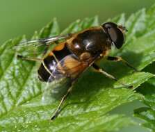 Image of <i>Eristalis horticola</i>