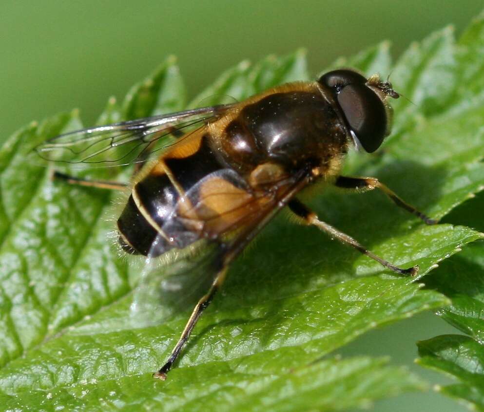 Image of <i>Eristalis horticola</i>