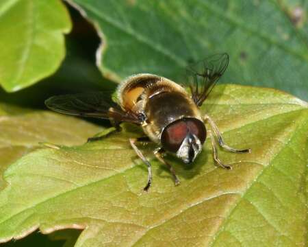 Image of <i>Eristalis horticola</i>