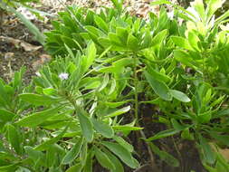Image of Globularia sarcophylla Svent.