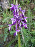 Image of Long-spurred orchid