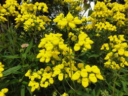 Image of Calceolaria integrifolia Murr.