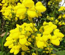 Image of Calceolaria integrifolia Murr.