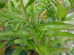 Imagem de Oenothera fruticosa L.