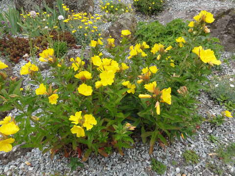 Imagem de Oenothera fruticosa L.