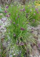 Image of Allium cyathophorum Bureau & Franch.