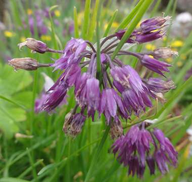 Allium cyathophorum Bureau & Franch. resmi