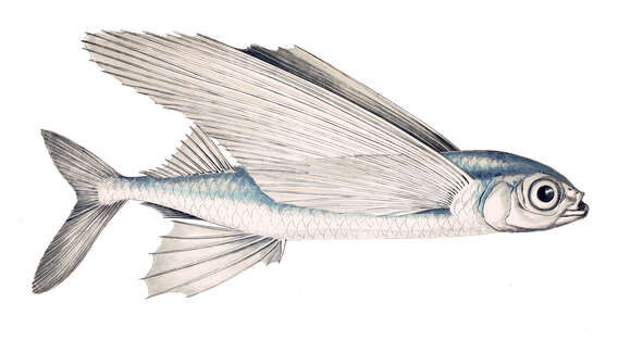 Image of Exocoetus