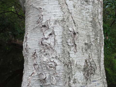 Image of Silver beech