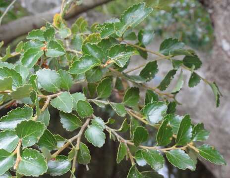 Image of Silver beech