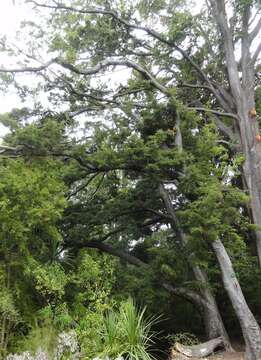 Image de Nothofagus menziesii (Hook. fil.) Oerst.