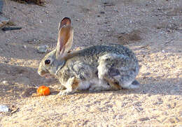 Image of Audubon's Cottontail