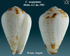 Image of Conus lineopunctatus Kaicher 1977