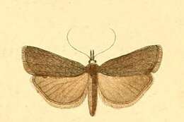 Image of Hypochalcia ahenella