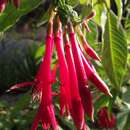 Image of Fuchsia corymbiflora Ruiz & Pav.