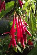 Image of Fuchsia corymbiflora Ruiz & Pav.