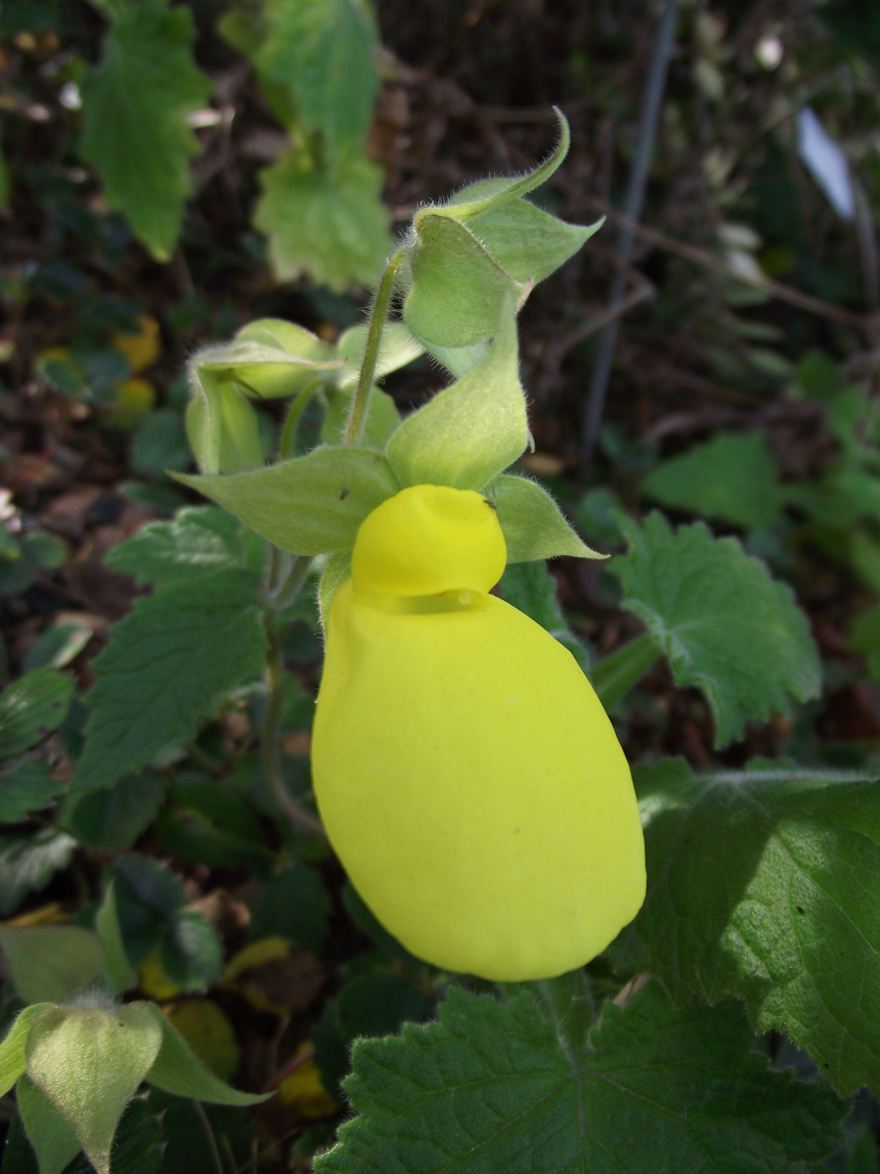 Image of Calceolaria tomentosa Ruiz & Pav.