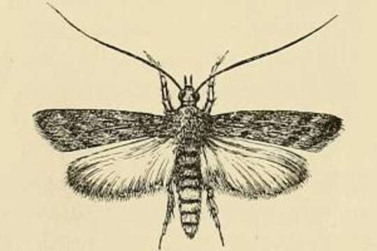 Image of American Wax Moth