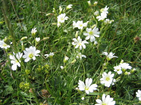 Слика од Stellaria holostea L.