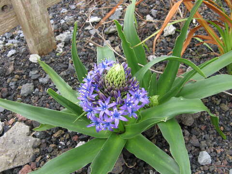 Imagem de Scilla peruviana L.