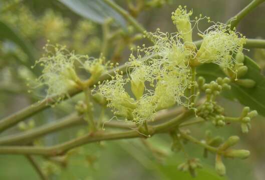 Imagem de Albizia canescens Benth.