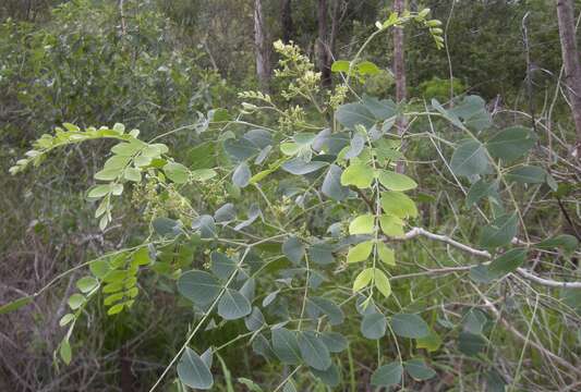 Image of Albizia canescens Benth.