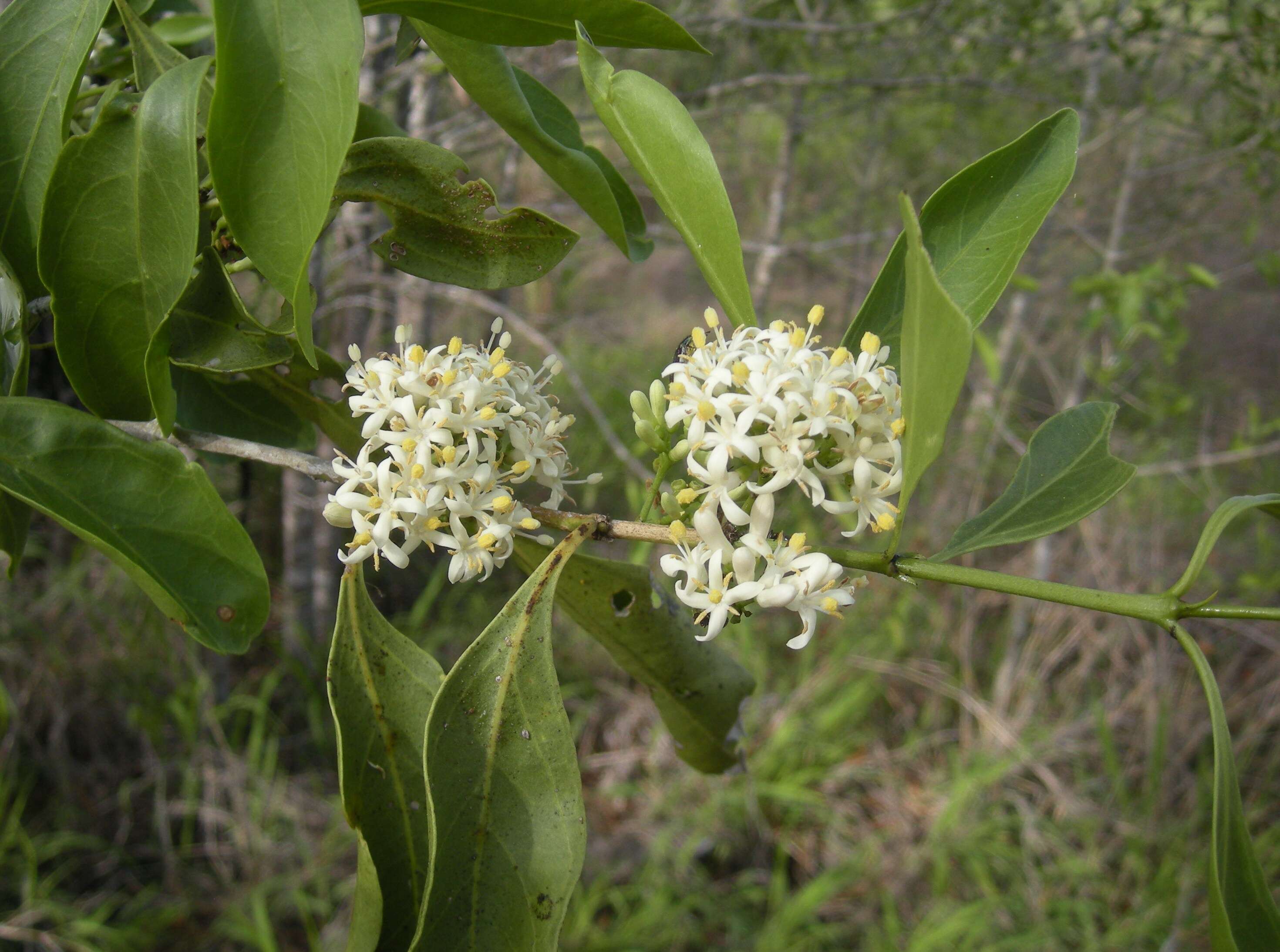 Image of Psydrax oleifolia (Hook.) S. T. Reynolds & R. J. F. Hend.