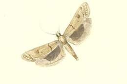 Image of Tephris cyriella Erschoff 1874