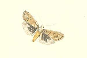 Image of Tephris cyriella Erschoff 1874