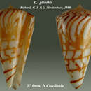 Image of Conus plinthis Richard & Moolenbeek 1988