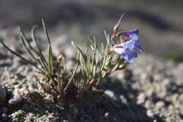 Image of Penland's beardtongue