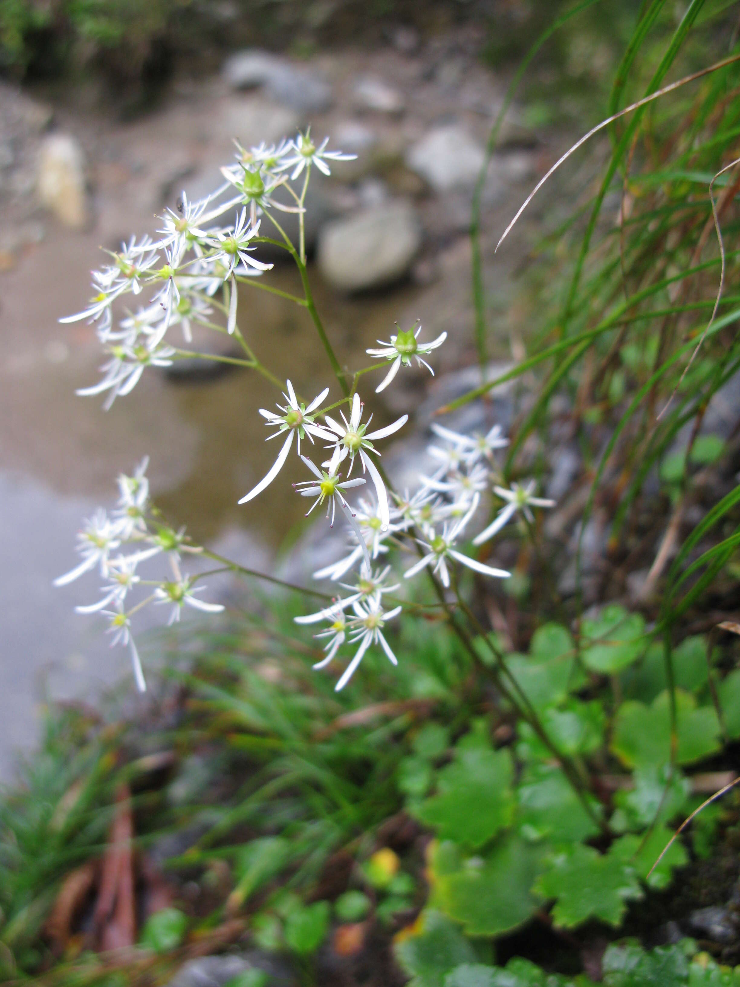 Plancia ëd Saxifraga fortunei Hook.