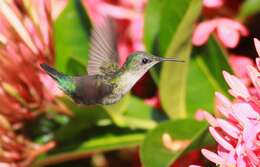 Image of Vervain Hummingbird