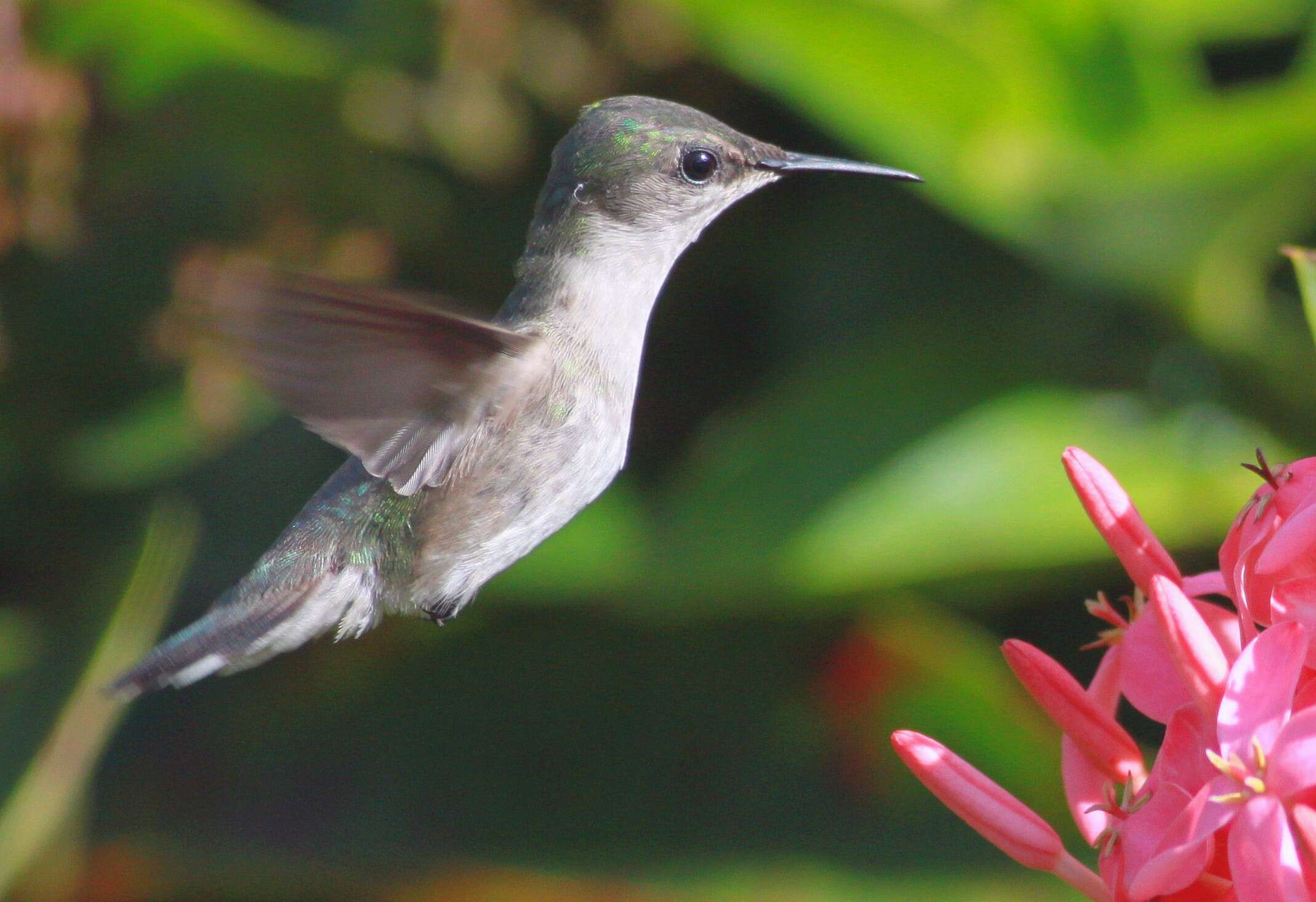 Image of Vervain Hummingbird