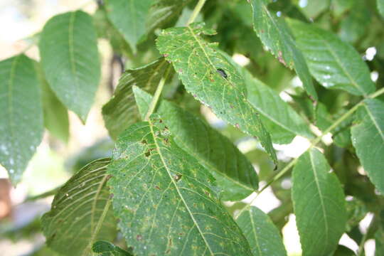 صورة Geosmithia morbida M. Kolařík, E. Freeland, C. Utley & Tisserat 2010