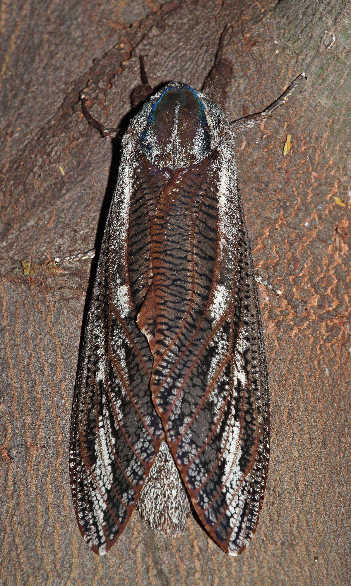 Endoxyla leucomochla resmi