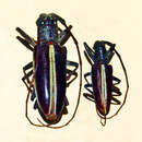 Image of Pelargoderus marginipennis Ritsema 1895