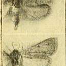 Image of Zitha vidualis Chrétien 1911
