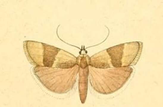 Image of Pterothrixidia