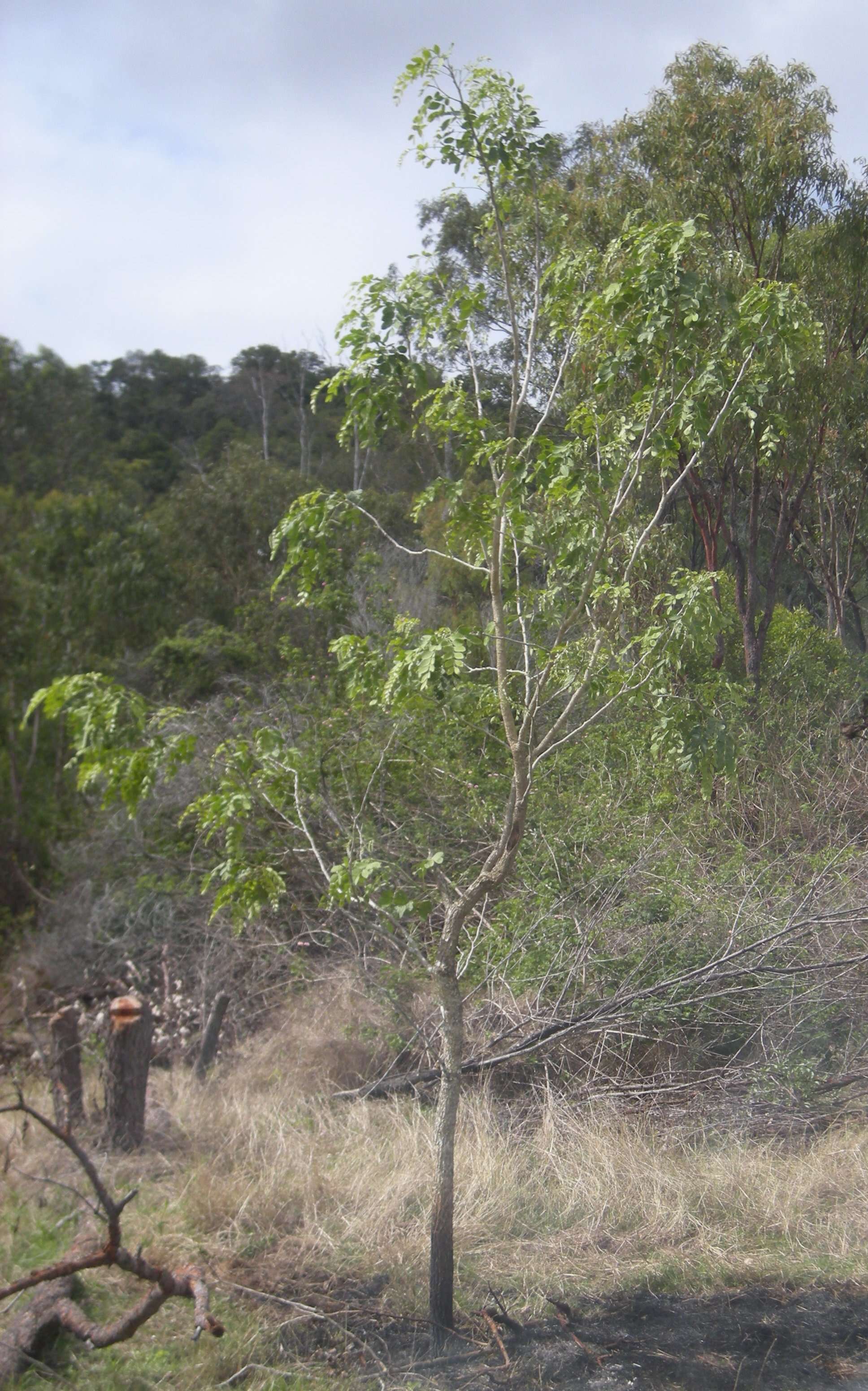 Image of Albizia canescens Benth.