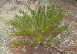 Image of Cycad