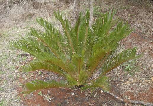 Слика од Cycas ophiolitica K. D. Hill