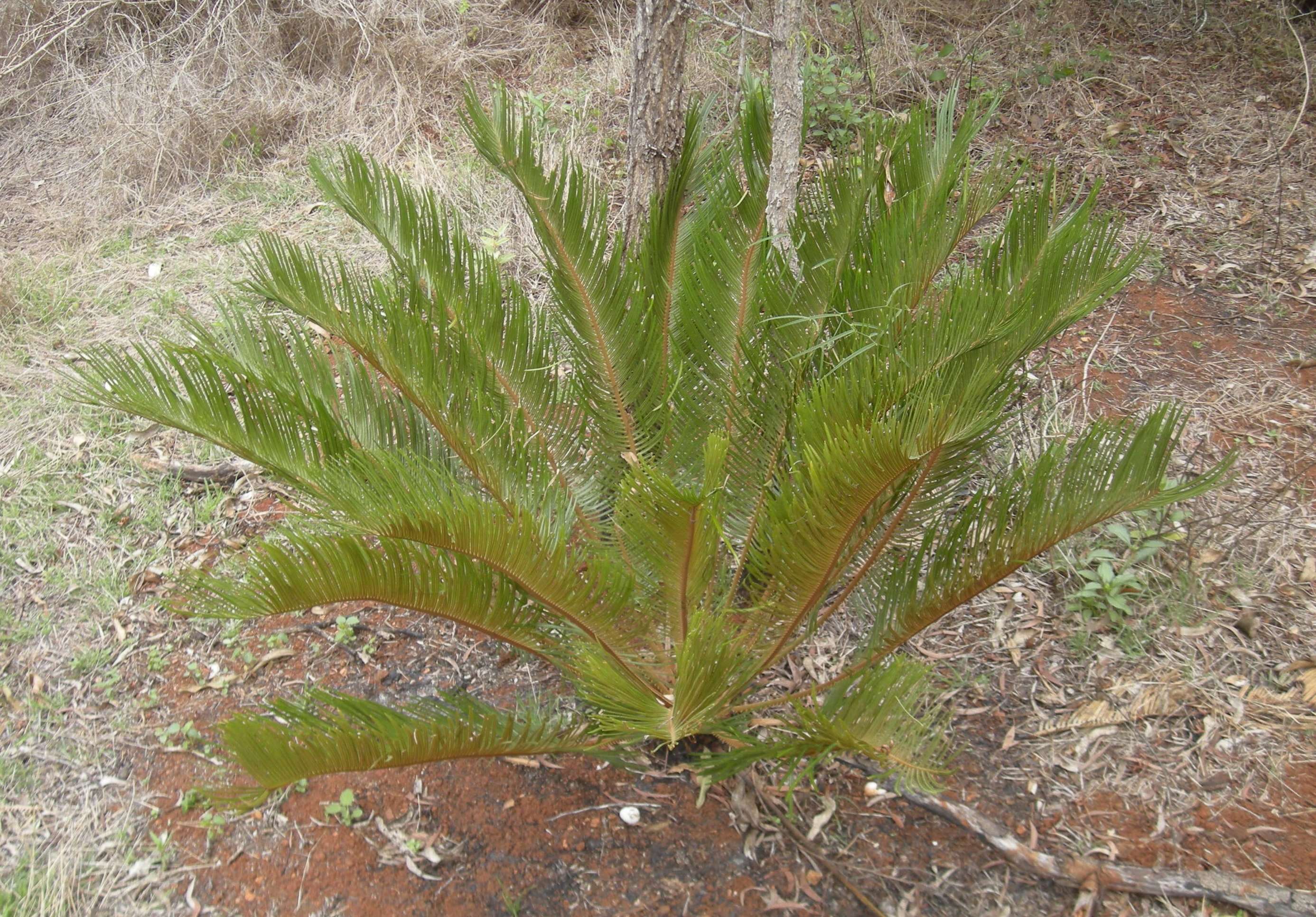 Image of Cycad