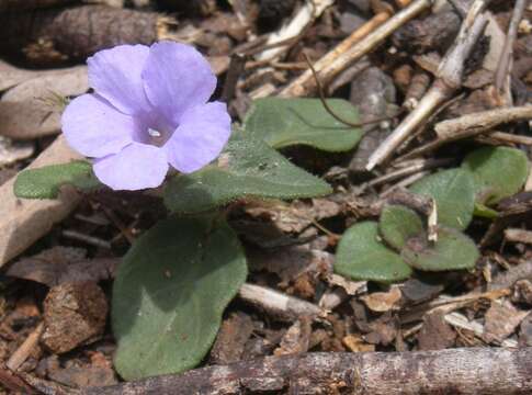 Sivun Brunoniella australis (Cav.) Bremek. kuva